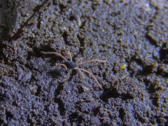 Eriorhynchidae