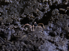 Eriorhynchidae