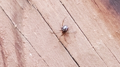 Steatoda grossa