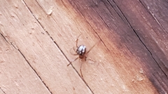 Steatoda grossa