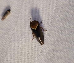 Drabescus