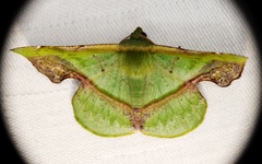 Fascellina plagiata