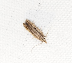 Hypatima venefica