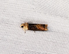 Hedya iophaea
