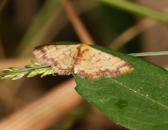 Idaea impexa