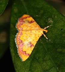 Isocentris filalis