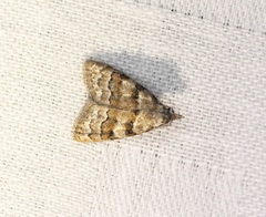 Nola bifascialis