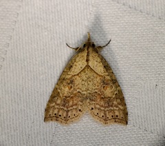 Olulis puncticinctalis