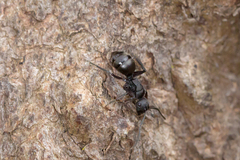 Polyrhachis phryne