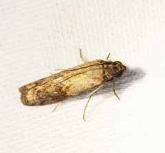 Phycita cirrhodelta