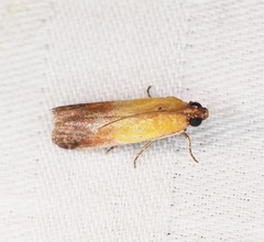 Piesmopoda semilutea