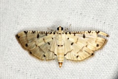 Pycnarmon cribrata
