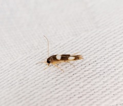 Stathmopoda paradiplaspis