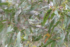Pardalotus striatus ornatus