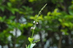 Pleurolobus gangeticus