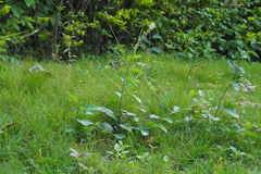 Pleurolobus gangeticus