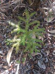 Araucaria columnaris