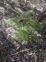 Araucaria columnaris