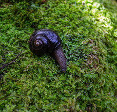 Victaphanta compacta