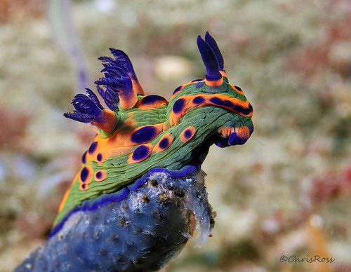 Chromodorid Nudibranch