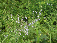 Adenophora divaricata