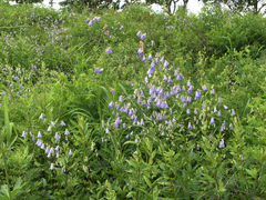 Adenophora divaricata