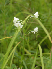 Habenaria linearifolia