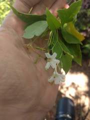 Scaevola gaudichaudiana