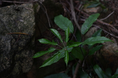 Heptapleurum heptaphyllum