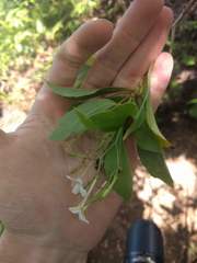 Scaevola gaudichaudiana