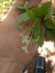 Scaevola gaudichaudiana