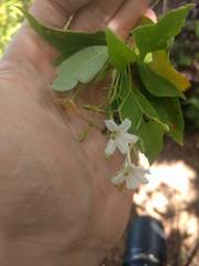 Scaevola gaudichaudiana