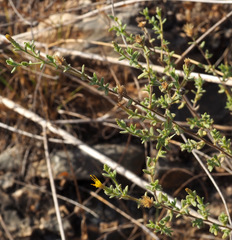 Chiliadenus iphionoides