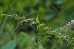 Pleurolobus gangeticus