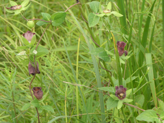 Codonopsis ussuriensis