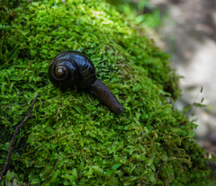 Victaphanta compacta