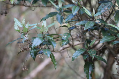 Olearia × macrodonta
