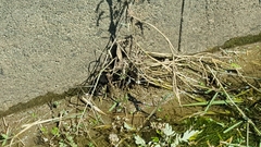 Gallicrex cinerea