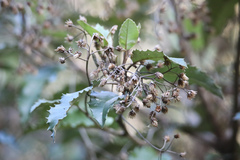 Olearia × macrodonta