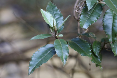 Olearia × macrodonta