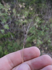 Aegilops biuncialis