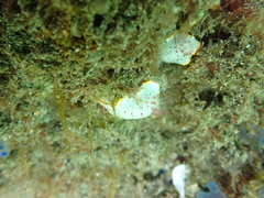 Goniobranchus daphne