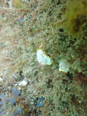 Goniobranchus daphne