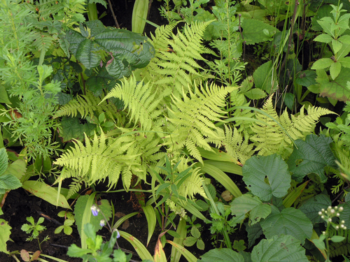 Athyrium yokoscense (Athyrium yokoscense)