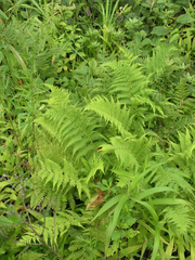 Athyrium yokoscense