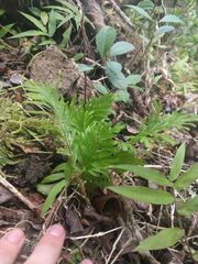 Selaginella arbuscula