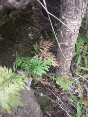 Selaginella arbuscula