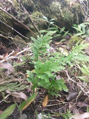Selaginella arbuscula