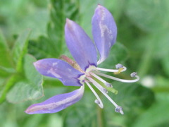 Cleome rutidosperma