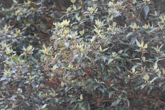Olearia × macrodonta